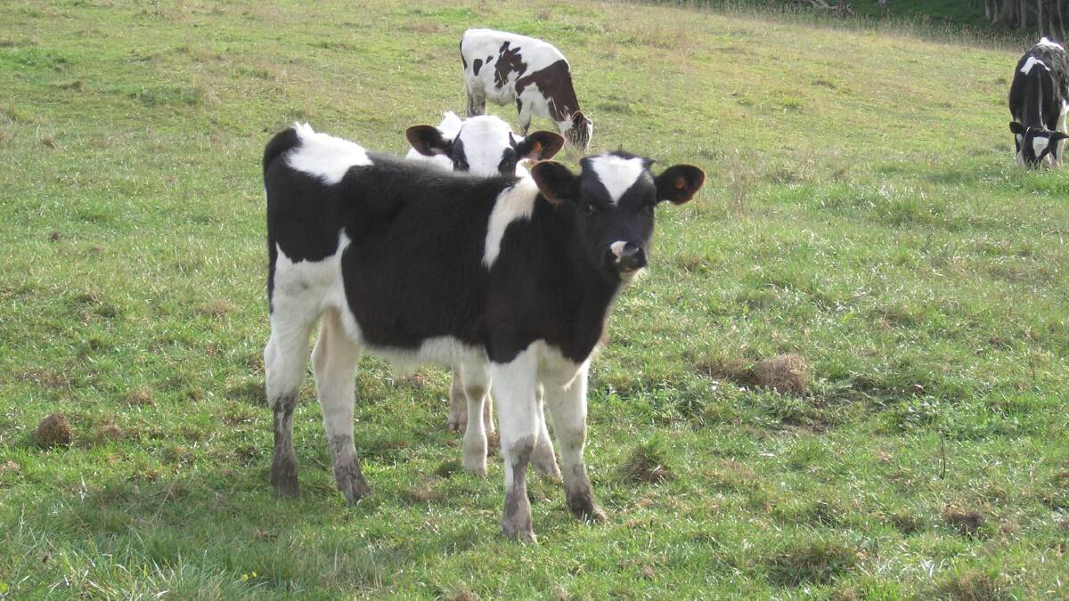 FUTURE CRITICAL: The surplus calf issue is critical to the dairy industry's sustainability.
