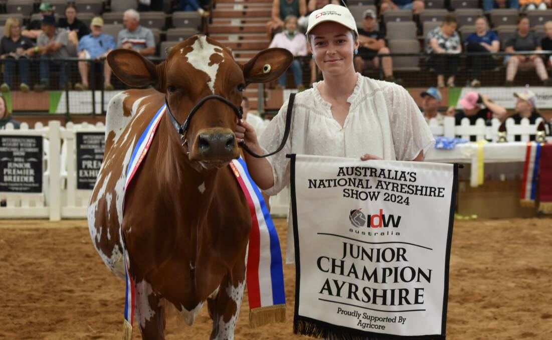 Ayrshire junior champion heifer Ghinni Creek Chariots of Fire, shown by M, J, J & T Eagles, Monto, NSW, with leader Jess Eagles, Moto, NSW. Picture by Alastair Dowie