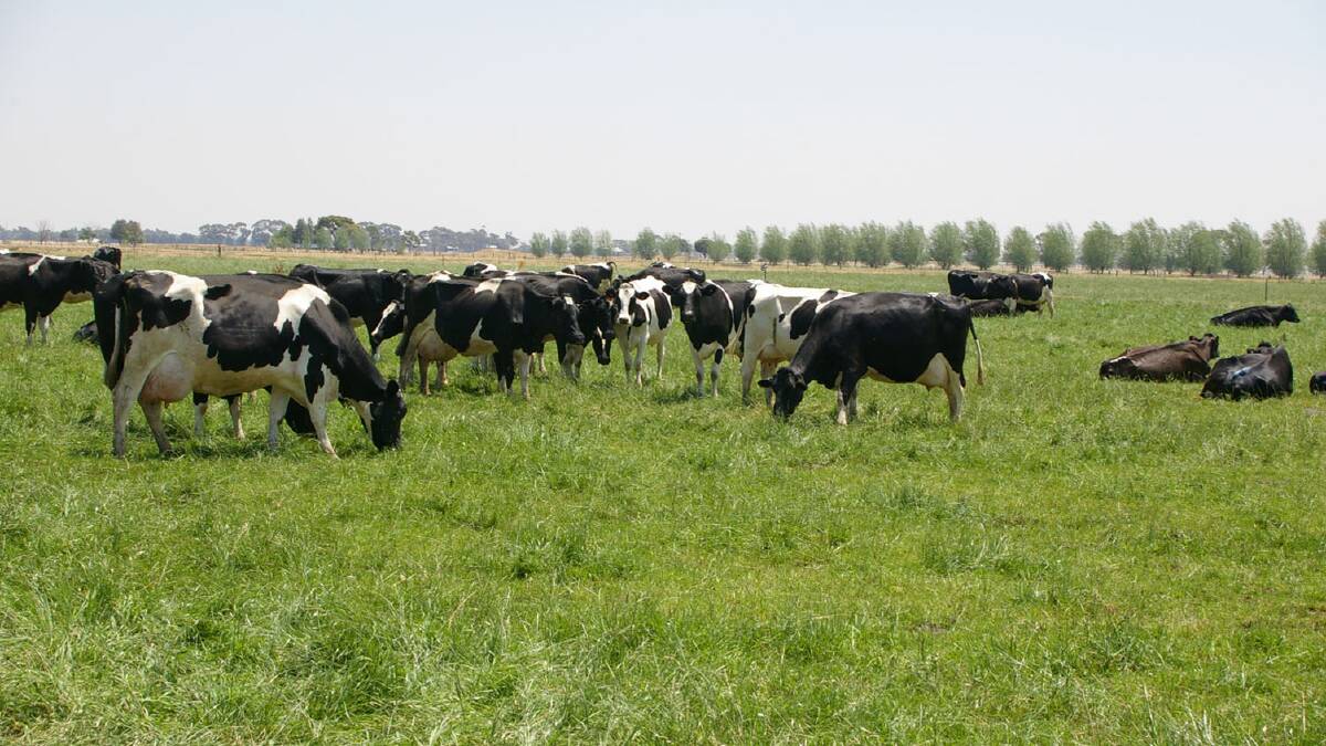 PRODUCTION REBOUND: Milk production is picking up in northern Victoria, according to the latest figures from Dairy Australia.