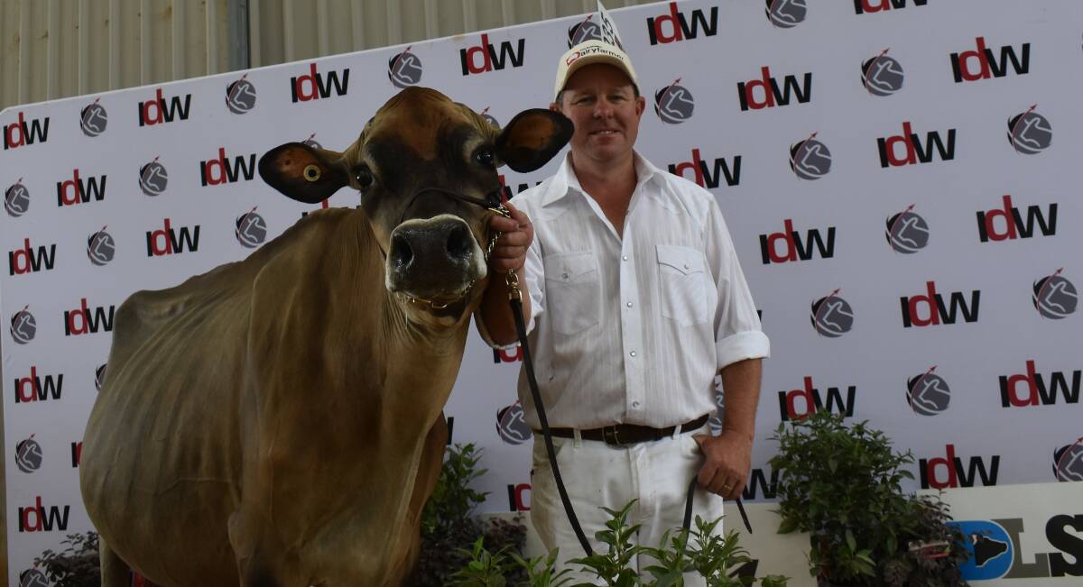 The 2024 International Dairy Week grand and senior champion Jersey, Jamber Colton Veronica, with one of the owners Brad Gavenlock. Picture by Alastair Dowie