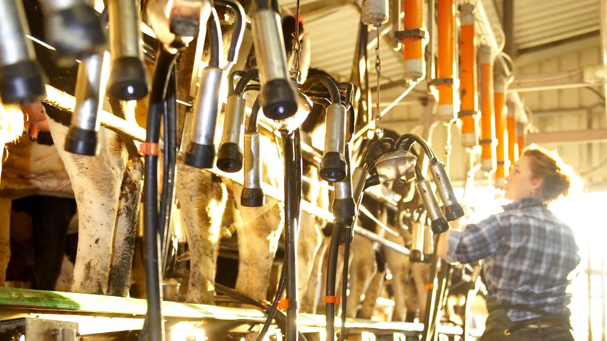 NEW DAY: The dairy industry begins each day with people on more than 5500 individual farms sending milk off to be processed.
