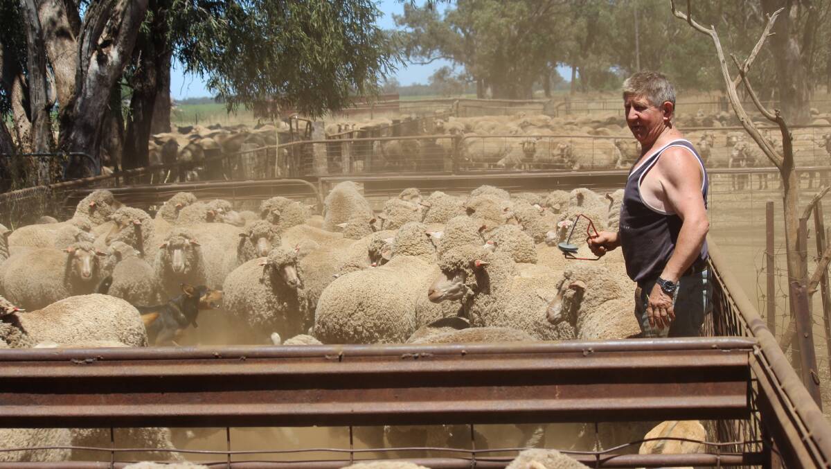 Ron Leggatt, Leggatt Shearing Services, Dubbo, NSW, said opportunistic shearing and selling, as well as a rain-free shearing run in most regions had resulted in increase number of bales being auctioned in spring. 