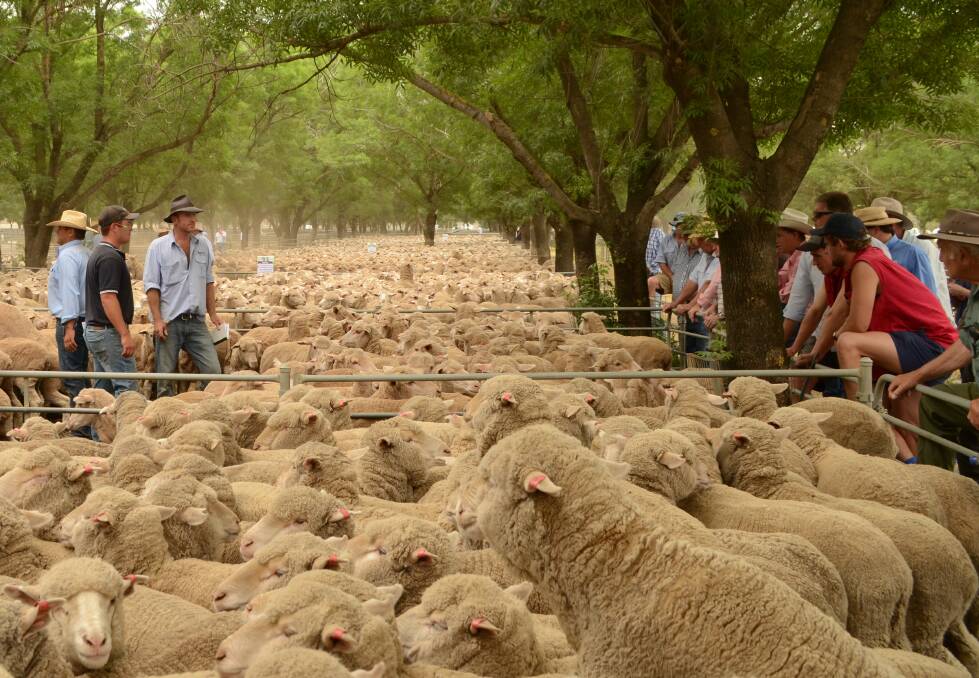 The fourth consecutive record for lamb slaughter is expected this year. 