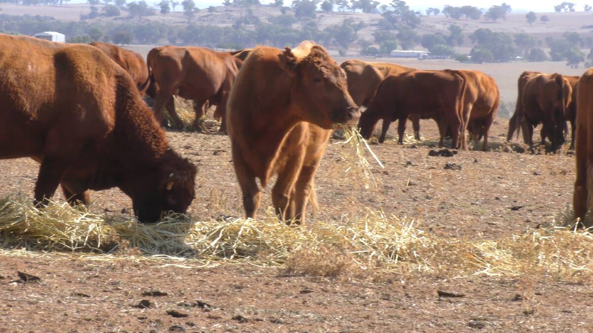 Farmers ‘ready to walk away’ as they fight the drought