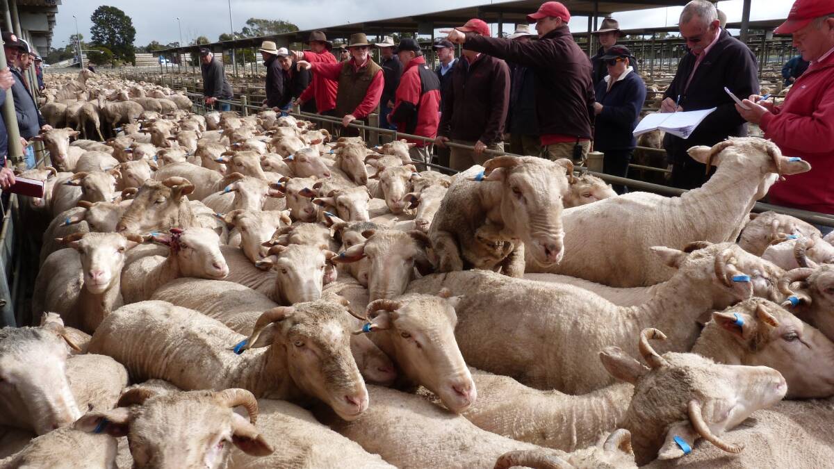 Mutton prices on trend at historic highs