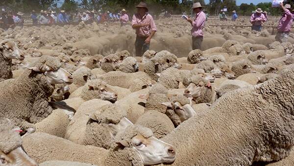 Great lamb prices but will they last?