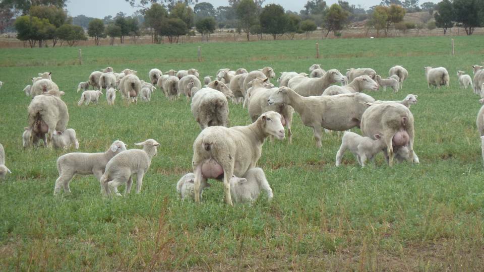 Lambs are particularly at risk with wet and windy conditions. 