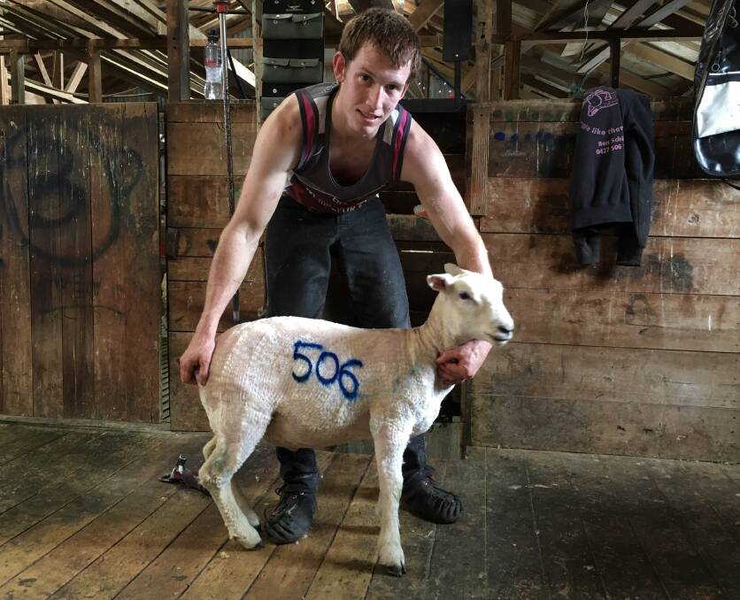 Sam Mackrill shore his first 100 sheep in a day when he was 14. Last summer he achieved a new personal best of 506 sheep in eight hours. Photo supplied