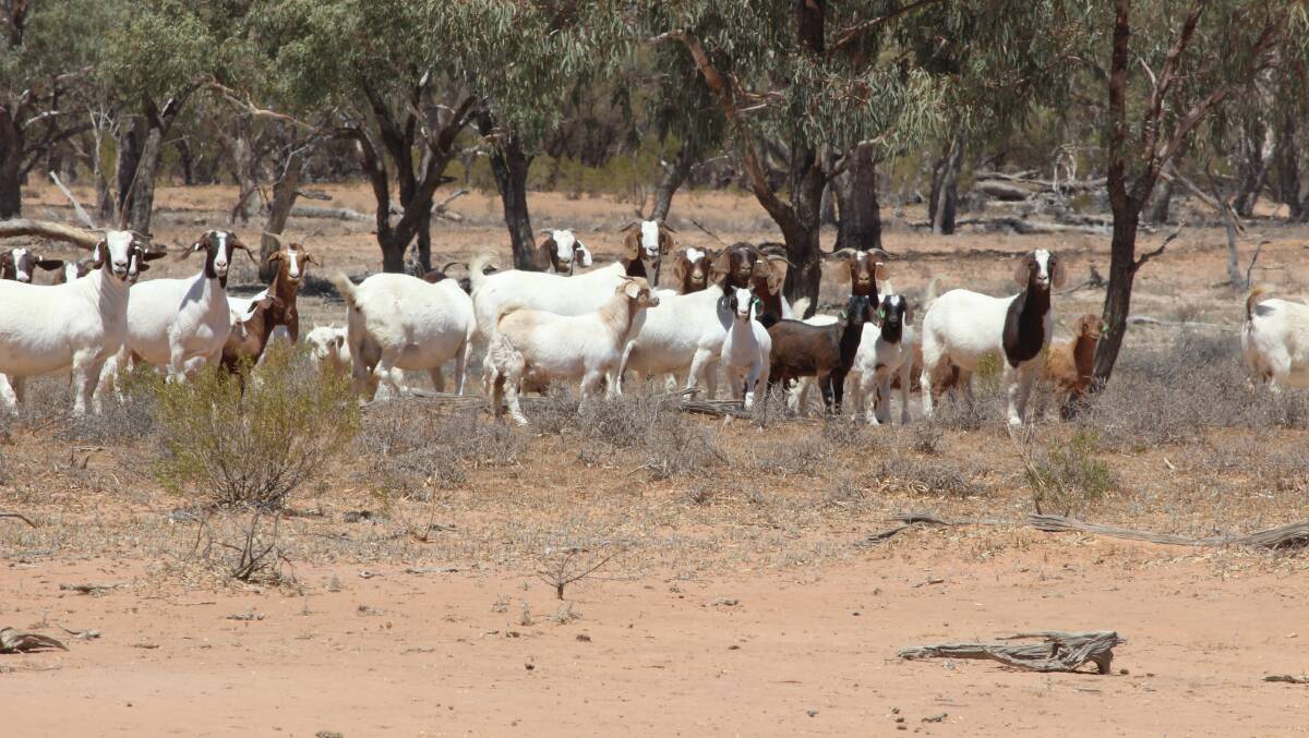 Boer cross goats on the McKenzie's Cunnamulla property in western Queensland. 
