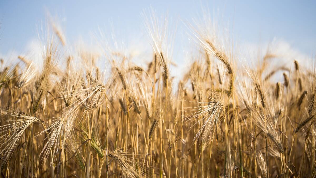 China barley tariff move confirmed