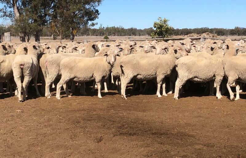This line of scanned in lamb ewes averaged 53.2kg and sold for $170/head. 