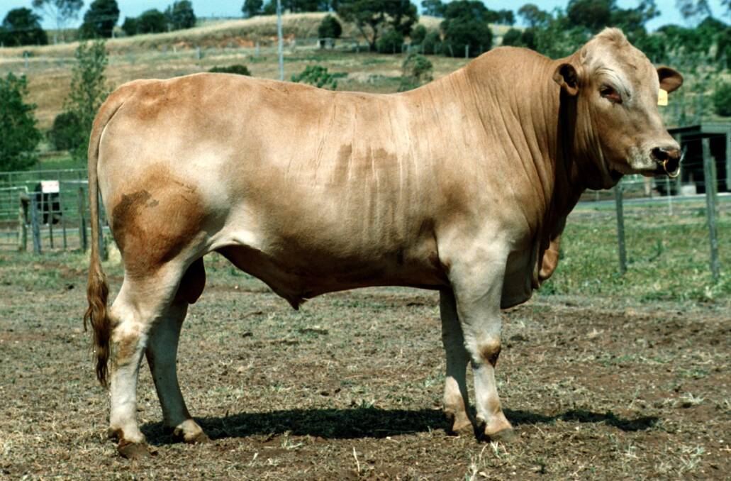 A Tuli bull. Photo credit: CSIRO 