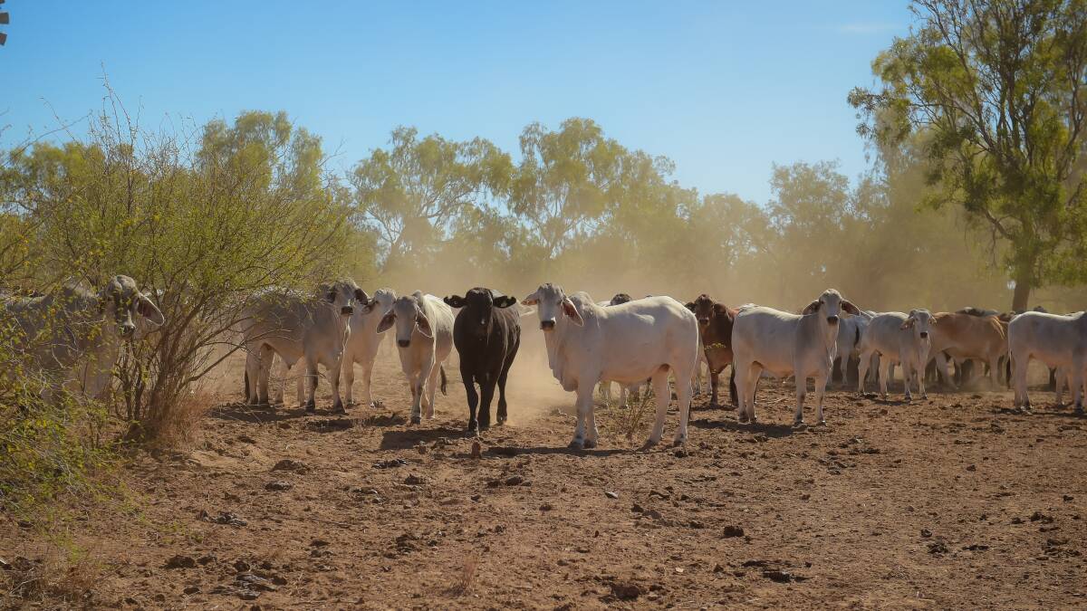 The LPA program enables Australia's red meat industry to generate the significant benefits of market access to over 100 countries around the world. Photo: Kelly Butterworth.