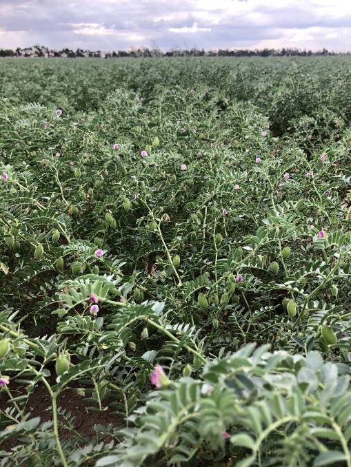 Mr McNab's 2020 chickpea crop, pictured in October 2020. The paddock was flooded in the winter but bounced back ahead of harvest. 