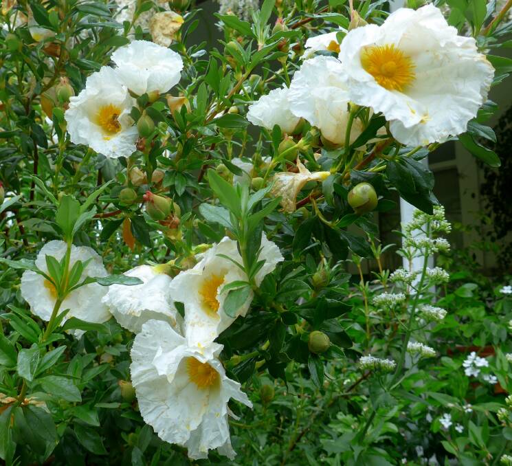 Rock Rose (Cistus) “Bennett’s White” has the largest flowers of any Cistus in early summer. Don’t forget to water your citrus trees, they’ll need plenty of tender loving care to produce fruit in the coming months.