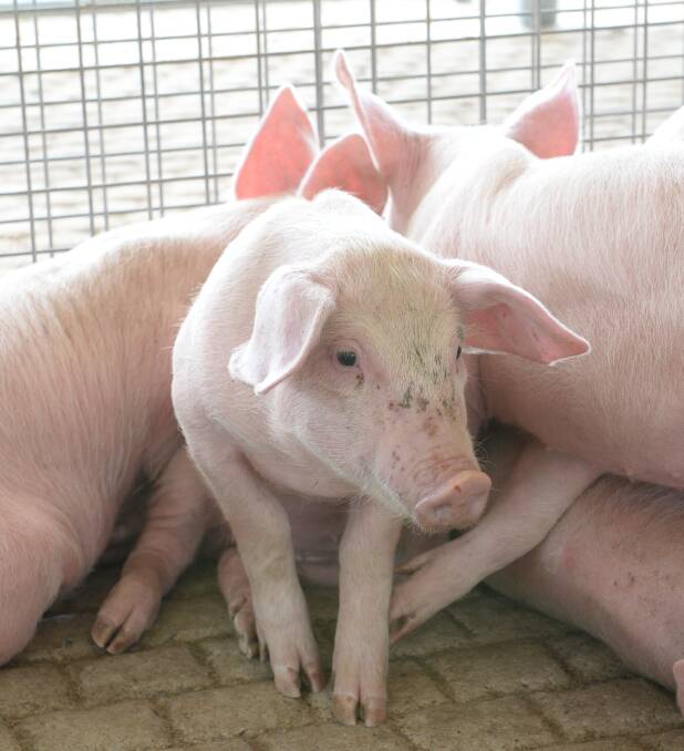 Pig farmers feel price downturn