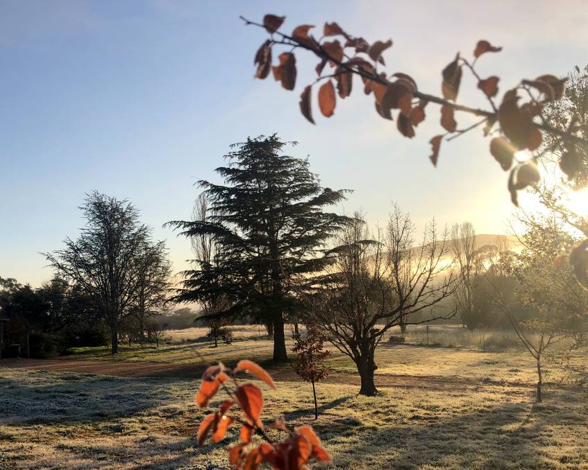 The last autumn leaves, morning mist and frost in Fiona's garden in June.