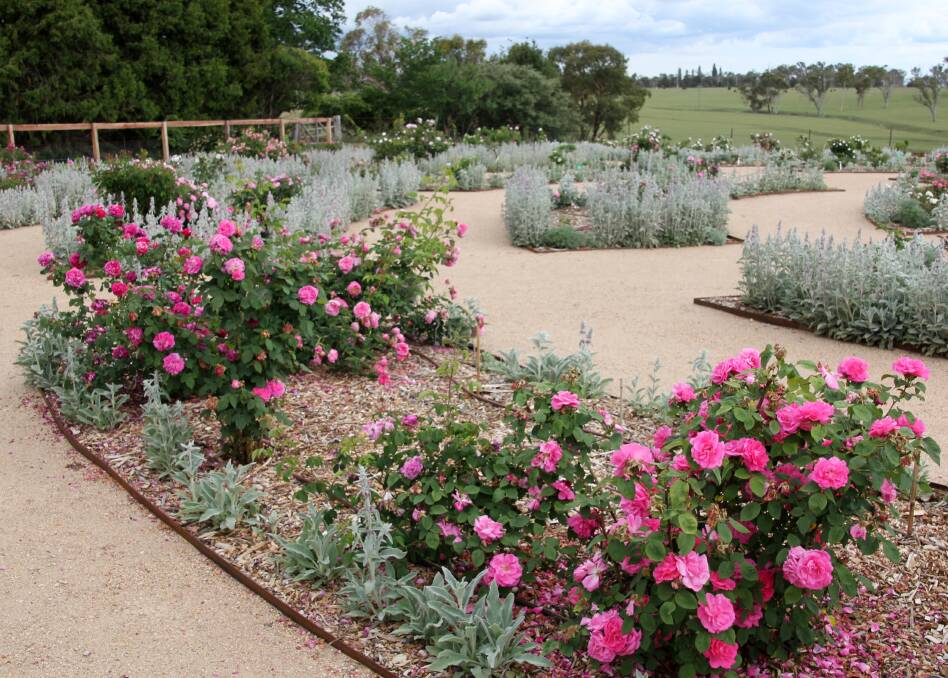 The design of the Heritage Rose Garden at Saumarez, Armidale is based on a Tudor Rose. Under plantings of grey leaved Lamb’s Ears help minimise maintenance. 