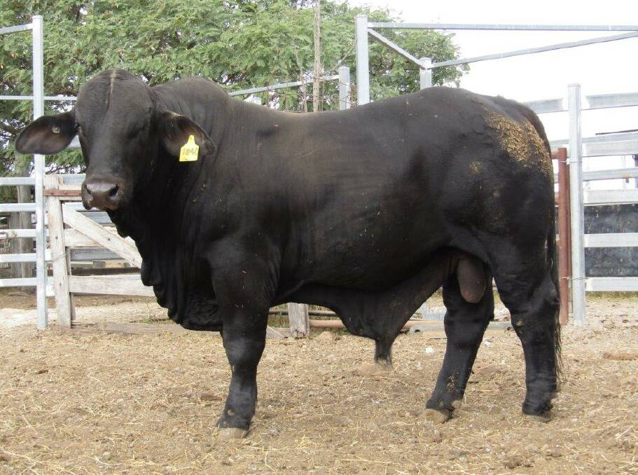  Inavale 1040 who was one of the bull sold at Kempsey.