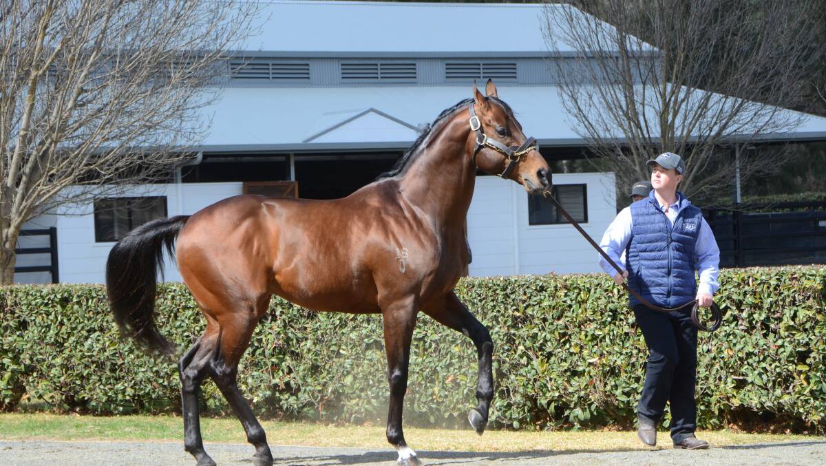 Feeling frisky is the hot young sire Zoustar on parade at Widden Stud with stallion handler Nathan Curry, has been in the news at the recent Melbourne sale. Photos: Virginia Harvey 