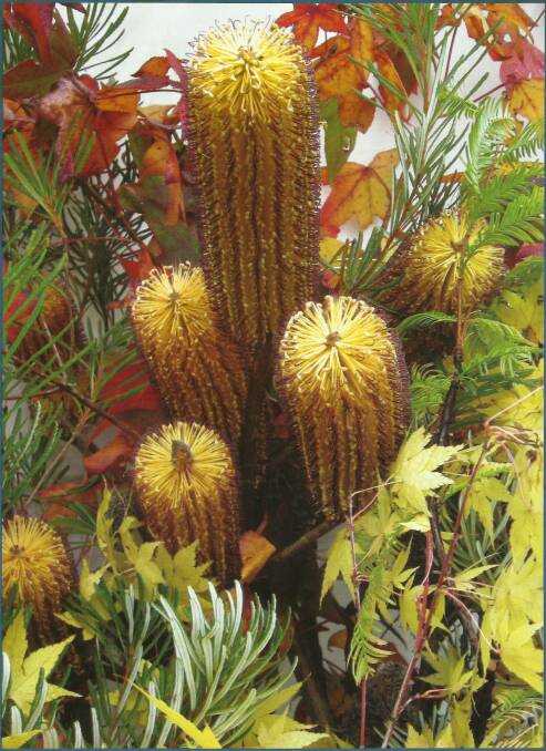 An arrangement of Banksia spinulosa var. collina from Derelie Cherrys biography of Alexander Macleay. Photo: Derelie Cherry
