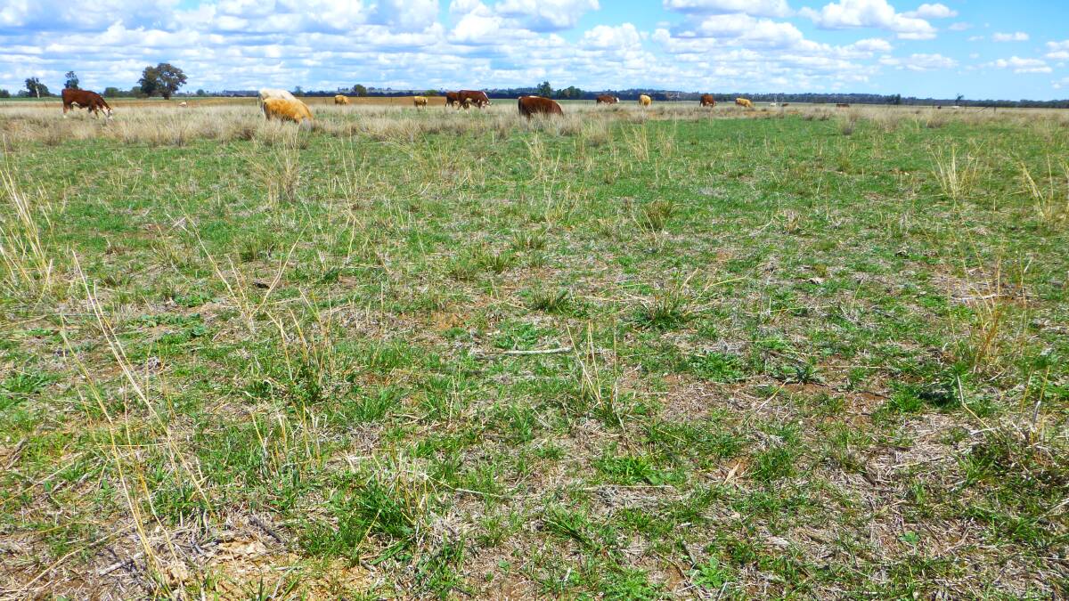 Native grass previously flexibly rotationally grazed with reasonable ground cover retained. Good pasture recovery. 