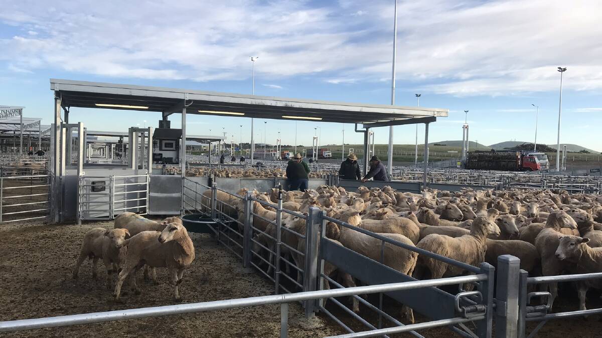 Sheep Producers Australia continues to support the voluntary uptake of EID technology. Photo by Sheep Producers Australia.