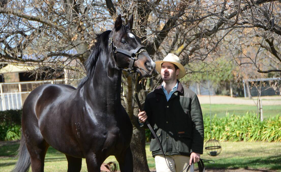 The late fabulous sire, Zariz, being paraded by Richie Lamont at Koorinal Stud near Wagga Wagga in September.