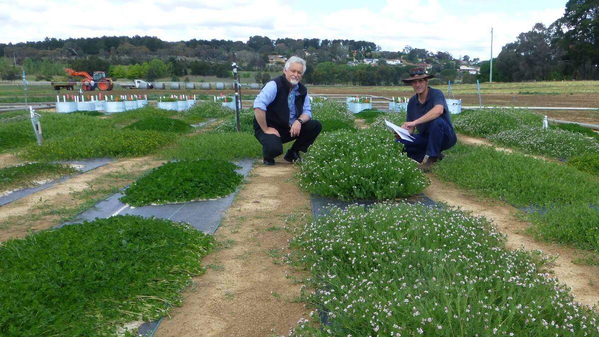 Dr Richard Simpson and Adam Stefanski, CSIRO Food and Agriculture, Canberra, checking serradella varieties for flowering time and duration. 