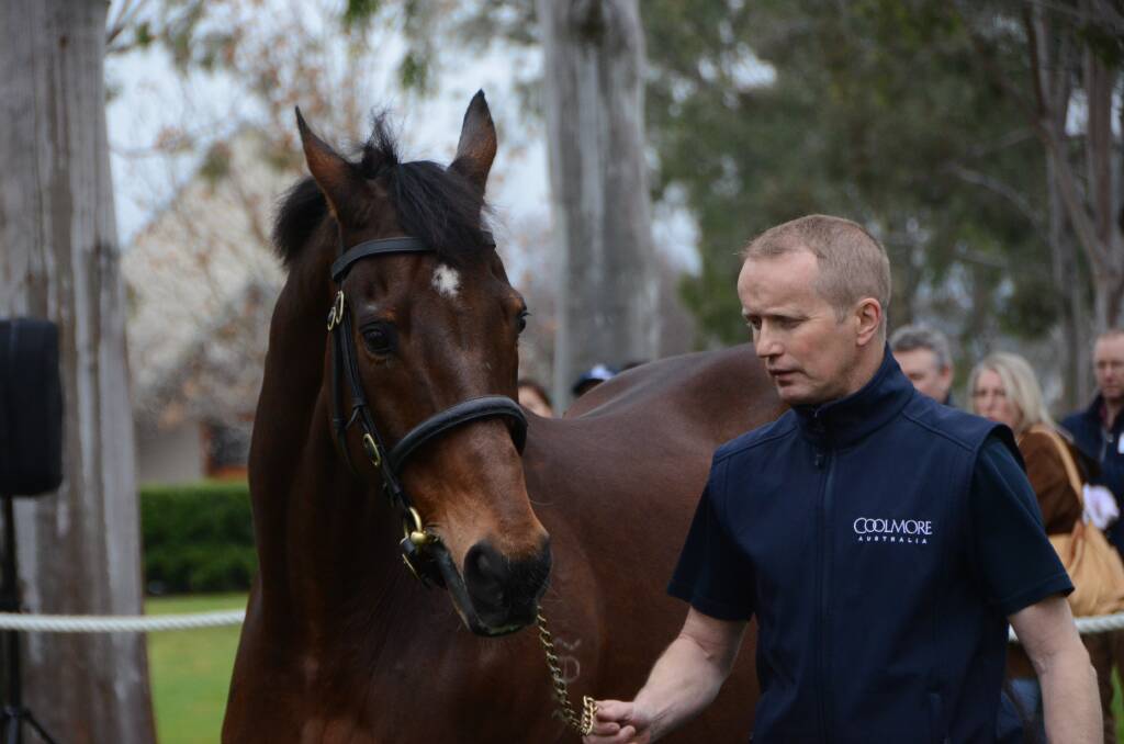 Stallion handler Gerry Ryan parades champion Australian sire Encosta de Lago who led “the field” of luminaries at Coolmore Stud, Jerrys Plains, in August.   