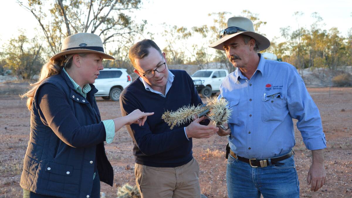 North West cacti control coordinator Jo-Anna Skewes with Agriculture Minister Adam Marshall and Pete Dawson from North West Local Land Services looking at infected Hudson pear.