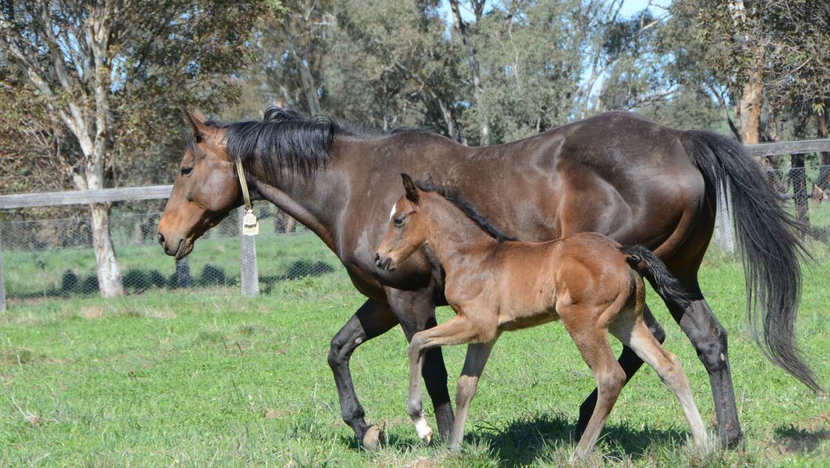 Dual Group 1 placed winner Glowlamp and her colt foal by young Snitzel sire Odyssey Moon at Twin Hills, Cootamundra.