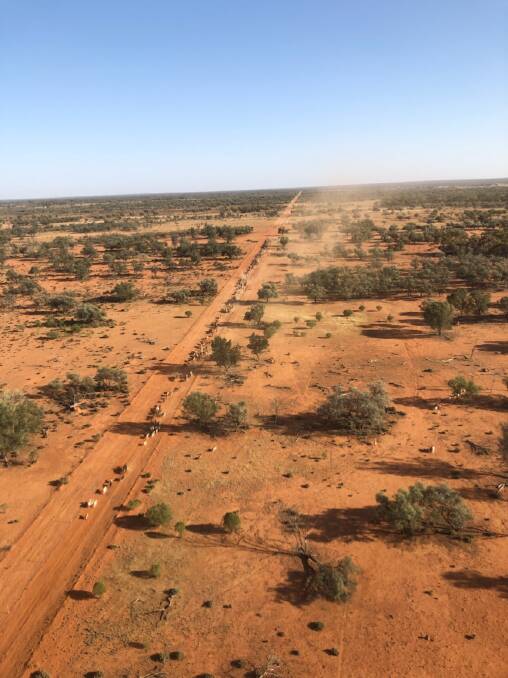 Bird's eye view of a goat muster north of Broken Hill. Photo: Jamie Henderson from Stock and Station Aviation