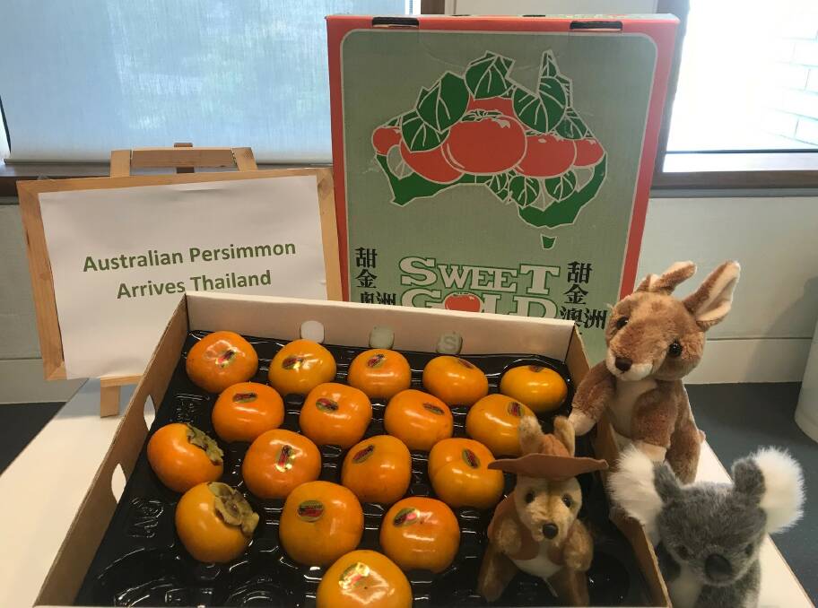 First shipment of Australian sweet persimmons arrive in Thailand under the new protocol. Photo: Persimmons Australia