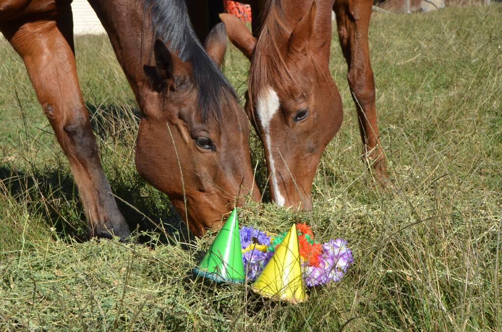 My two Thoroughbreds - the slow one 17-year-old “Muncher”, and the fast one and dual Sydney winner Wolf Winter, now 25 years-old, both celebrating the horses birthday (August 1) with some lucerne hay. Photo by Virginia Harvey.