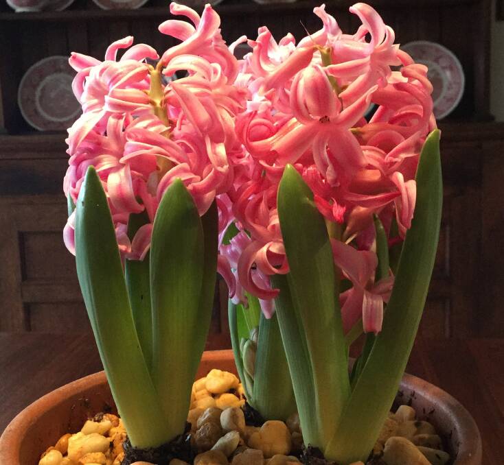 Hyacinth Fondant can be brought on to flower indoors for up to a month in winter.
