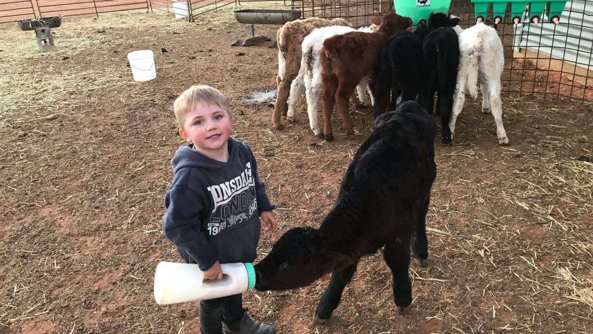 Archie Siemer, 3, helped his three brothers raise more than 200 poddy calves in 2018. Photo by Tennille Siemer.