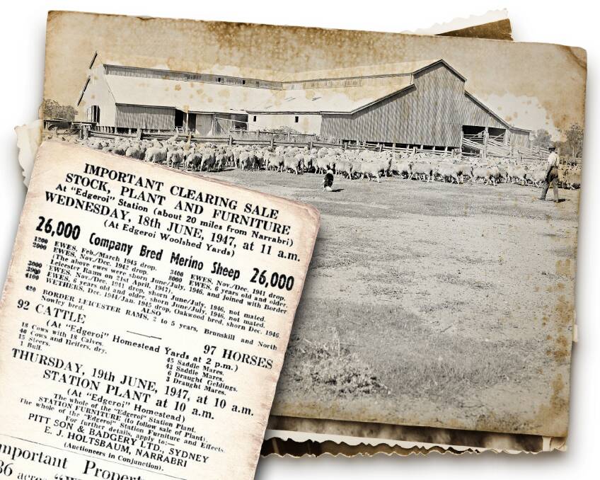 Mustering sheep for shearing at the Edgeroi Station woolshed with a newspaper clipping from The Land about the two-day clearing sale of livestock at Edgeroi. (Main image sourced from National Archives of Australia).