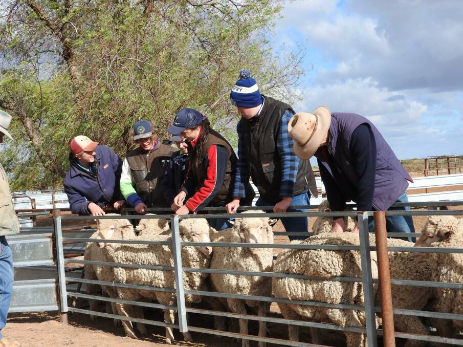 Hay Inc students learning about Merino Sheep Classing. Photos by Margie McClelland and Sandra Ireson.