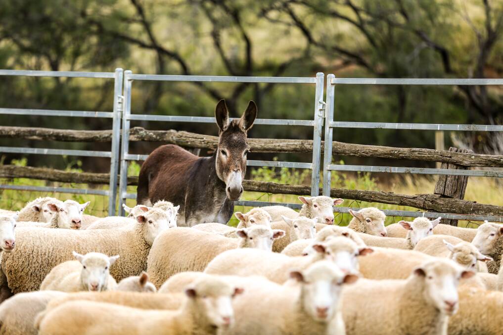 Feral donkeys from western NSW are helping Upper Hunter sheep producers in the fight against wild dogs. Photo: Hunter LLS