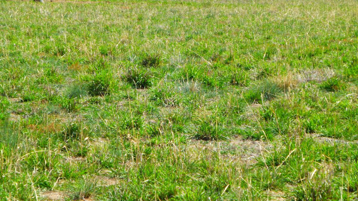Tropical grass pasture recovering well ahead of other paddocks. Flexible rotational grazing pre and during the drought, plus good levels of ground cover retained.  