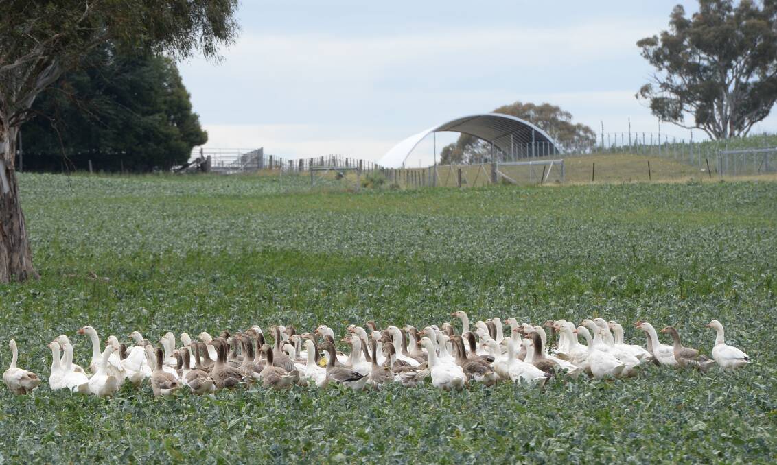 Herb and Lucy Mackenzie are the only completely integrated goose meat producers in Australia where every product is processed on farm.