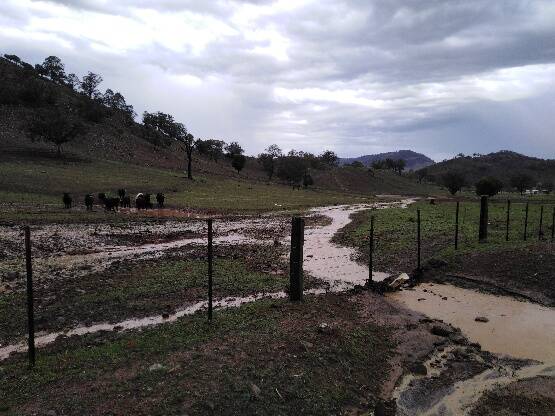 A Rouchel property (Hunter Valley) after rainfall yesterday. Photo by Julie Brown.
