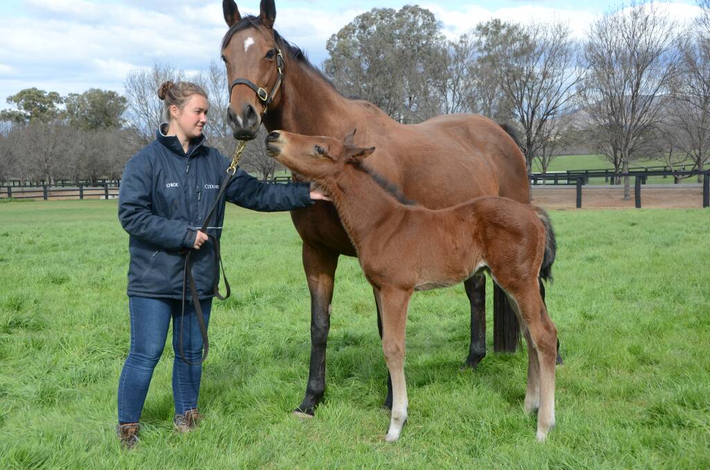 Handler Chloe Roucou with Derelique and her colt foal, which is among the first Australian-born foals by US triple crown winner American Pharoah, at Coolmore Stud, Jerry Plains. Photos by Virginia Harvey. 
