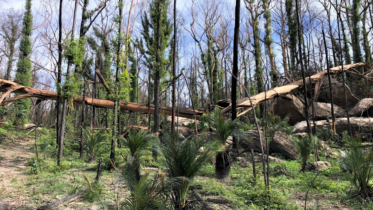 Bushland near Nowra in the recovery phase from the recent bushfires. Photo: TAFE NSW