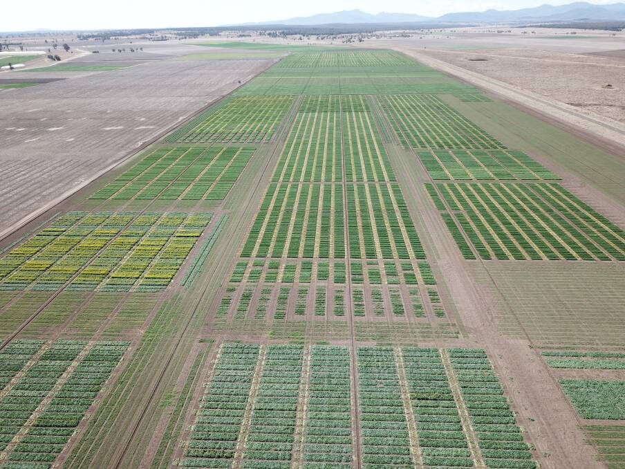 A recent view of some of the extensive trials sown this year on the Narrabri Wheat Research Foundation (NSW farmer owned facility) property. Photo by Kieran Shephard