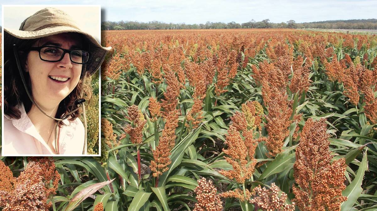 Katrina Swift, agronomist and entomologist of the Kebby and Watson Tichborne stresses that summer cropping requires a sound business plan.