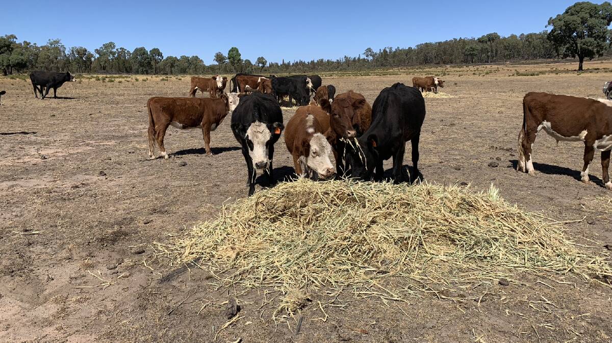 Cattle at Binnaway grazing on the donated fodder from Rural Aid, who had 357 new registrations in February for drought assistance. Photo by Rural Aid.