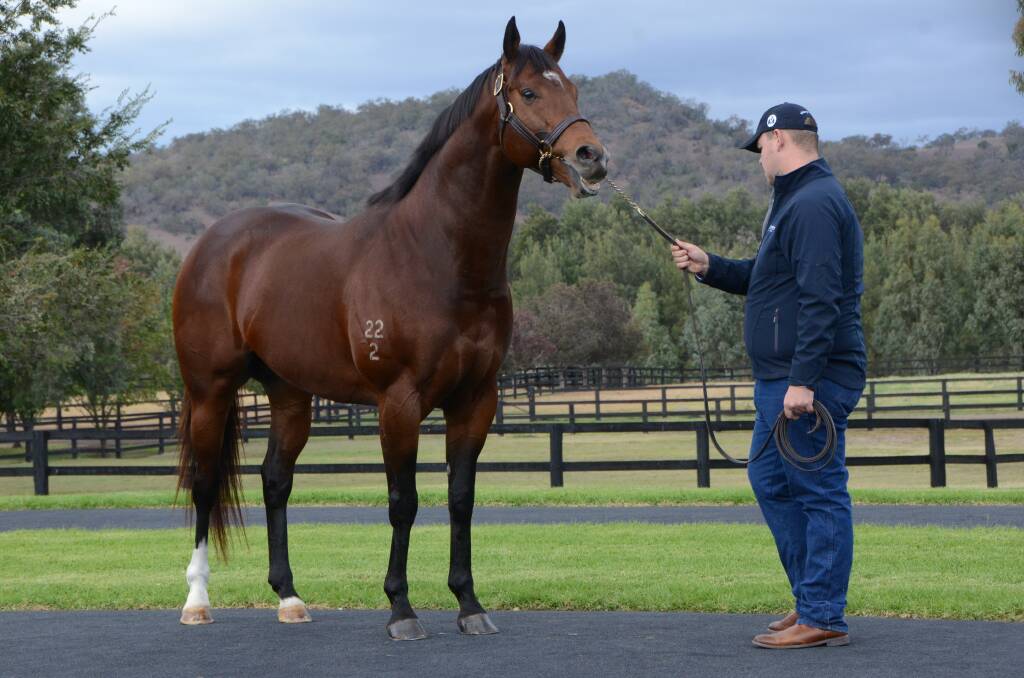 Headwater, and stallion handler Brad McCarthy, looking set for his third stud season at Vinery Stud. Photo by Virginia Harvey.