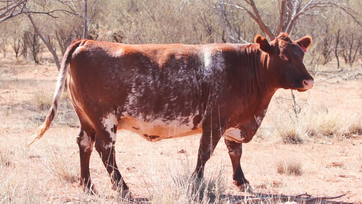 Landmark cattle station offering in the Red Centre